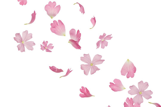 Delicate pink cherry blossom petals floating gently isolated on transparent background