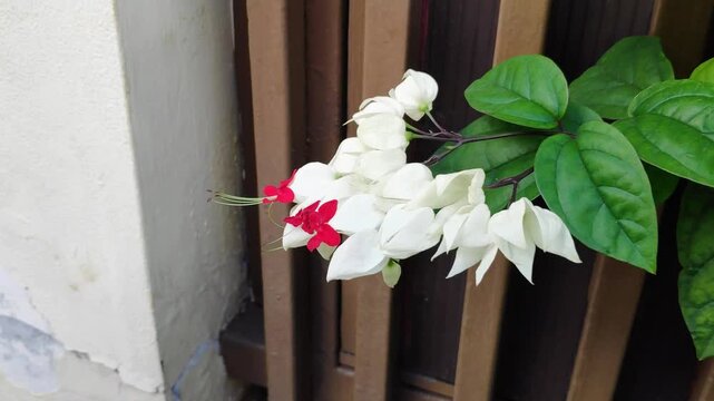 Close up of Clerodendrum thomsoniae, the bleeding heart vine, Ornamental plant valued for its floral display
