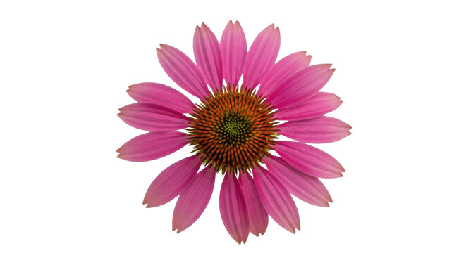 Vibrant pink coneflower isolated PNG on transparent background, Echinacea purpurea flower with orange center for botanical design