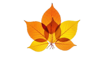 Fototapeta premium Autumn leaves isolated PNG on transparent background, colorful fall foliage in yellow, orange, and red for seasonal design elements