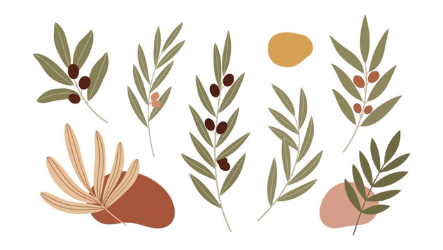 Flat lay composition of various olive branches with leaves and stones on a white background with earthy tones.