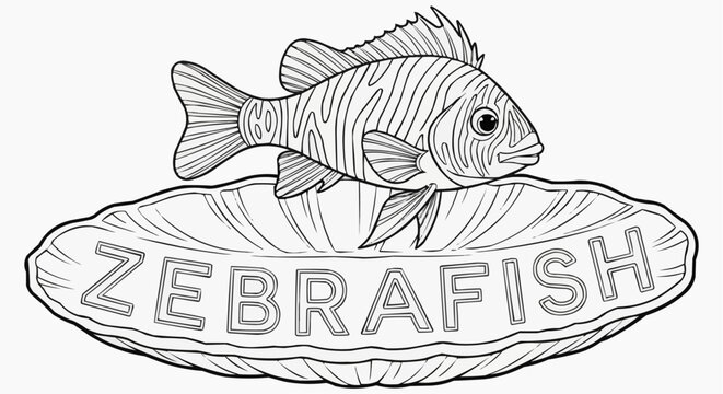 Coloring page of a zebra fish resting on a shell decoration