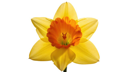 Vibrant yellow daffodil flower isolated PNG on transparent background, spring blossom cutout for graphic design and botanical projects © Jn