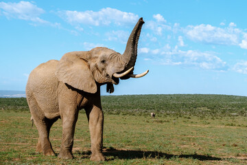Fototapeta premium Majestic elephant roaming freely in Addo Elephant Park, South Africa, under a bright blue sky