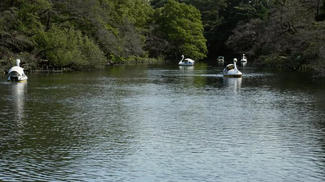Tokyo Scene : Ripples in the Breeze and Swan Boats in a Lush Urban Park Pond | Inokashira Park, Kichijoji, Tokyo, Japan