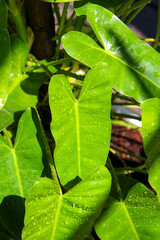 Philodendron 'Burle Marx' (Philo Brekele) is a popular tropical climbing houseplant with long, glossy, dark green heart-shaped leaves. Houseplant. Gardening © Ramadhan