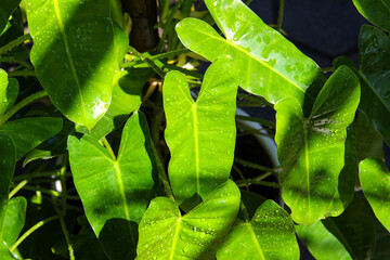 Philodendron 'Burle Marx' (Philo Brekele) is a popular tropical climbing houseplant with long, glossy, dark green heart-shaped leaves. Houseplant. Gardening © Ramadhan