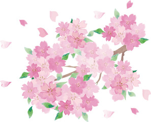 Hand-painted Watercolor Cherry Blossoms. Spring Background for Graduation and Entrance