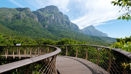Fototapeta premium Breathtaking views from the canopy bridge at Kirstenbosch Gardens in Cape Town, South Africa