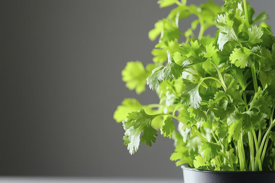 Fresh green cilantro leaves in black pot create vibrant and lively atmosphere, perfect for culinary use or decoration