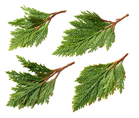 Four isolated green cedar sprigs, showing texture and detail, against black