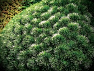 A close-up of a green coniferous tree with short spiky needles growing in a garden or park