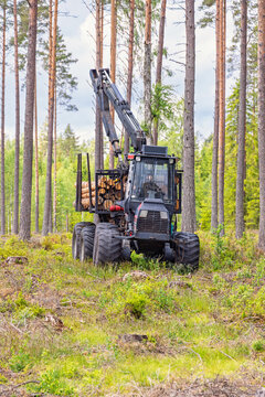 Forwarder with logs in a pine forest