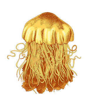 Hand drawn jellyfish vector illustration