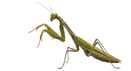 Green praying mantis isolated PNG on transparent background, predatory insect with camouflage for nature and wildlife projects