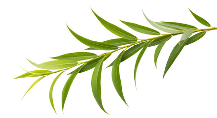 Obraz premium Green willow leaves branch, isolated on white or transparent background. PNG