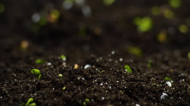 Spring Timelapse of Growing plant, Sprouts Germina