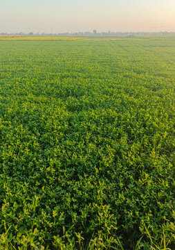 lush Green fodder crops for livestock feed, green fields wallpaper 