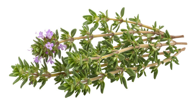 Blooming thyme sprigs isolated PNG on transparent background, aromatic herb with purple flowers for culinary and medicinal use