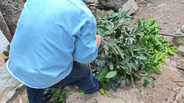 Man crushing tree branches by hand