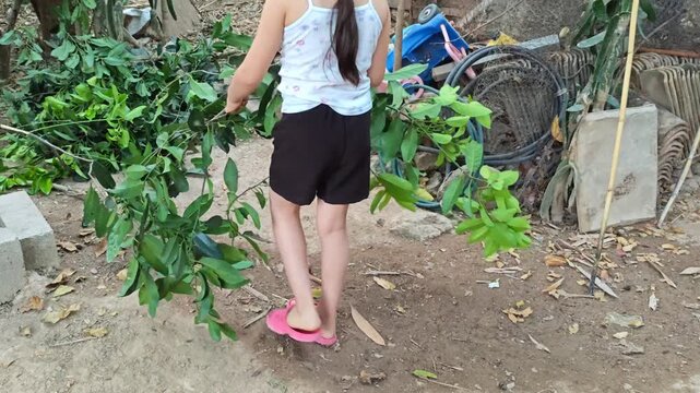 Girl throwing black sapote tree branches
