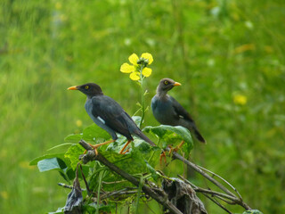 Flower and the Myna, Flower and the Myna, Two Mynas, Common Myna 1