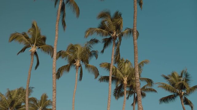 The coconut (Cocos nucifera) is a member of the palm family (Arecaceae). Mokapu Beach Park. Wailea Beach Paths, South Maui, Hawaii. Andaz Maui at Wailea Resort. 