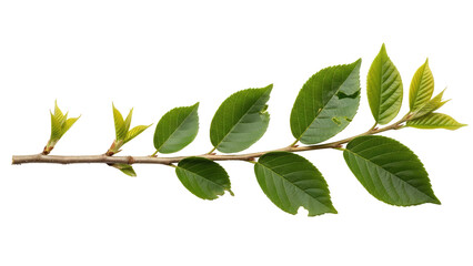 Fototapeta premium Green-Twig-With-Vibrant-Leaves-on-White-Backgroundx.png