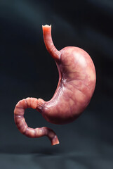 Fototapeta premium Ultra-Realistic 3D Human Stomach Anatomy with Detailed Digestive System Visualization