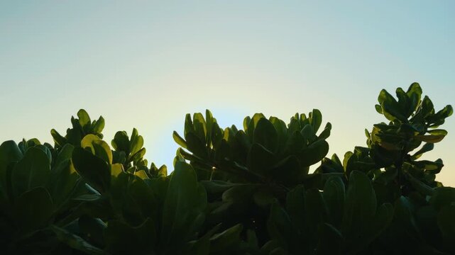 Scaevola taccada, beach cabbage, sea lettuce, or beach naupaka, is a flowering plant in the family Goodeniaceae. Wailea Beach Paths, South Maui, Hawaii. Andaz Maui at Wailea Resort. 