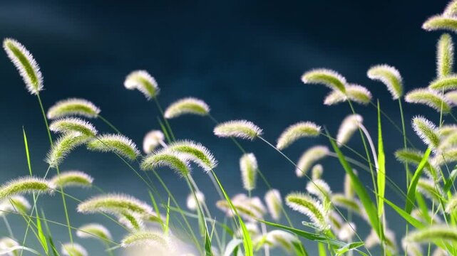 Foxtail Grass (Setaria) Swaying in Breeze, Blurred River Background, Slow Motion