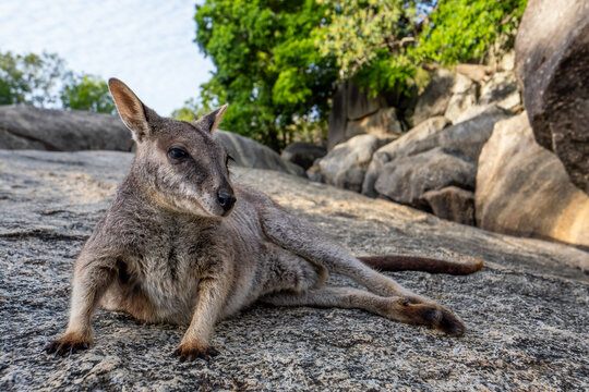 Mareeba Rock-wallaby - Petrogale mareeba, small rare rock wallaby kangaroo native to the rocks and forests around Mareeba city in Queensland, Australia.