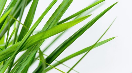 Obraz premium Close-up of Fresh Green Grass Blades with Vivid Colorful Texture Against a Light Background for Nature Inspired Designs