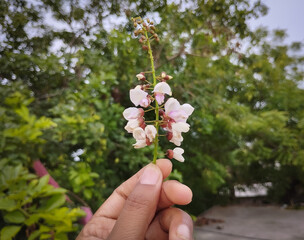 Hand Holding Cluster of Pinkish White Flowers
