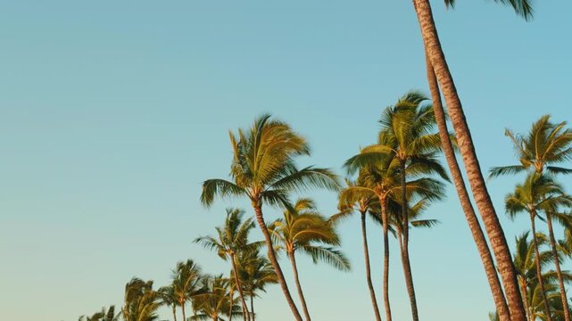 The coconut (Cocos nucifera) is a member of the palm family (Arecaceae). Mokapu Beach Park. Wailea Beach Paths, South Maui, Hawaii. Andaz Maui at Wailea Resort.

