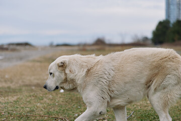 Fototapeta premium Bear walking across a grassy field under a cloudy sky, white fur and calm posture create a tranquil natural wildlife scene in an open landscape for stock imagery