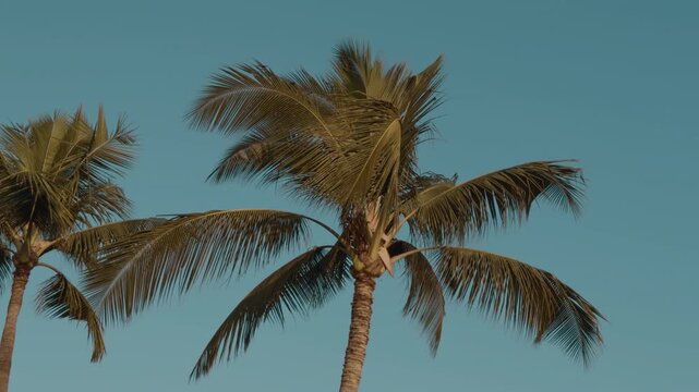 The coconut (Cocos nucifera) is a member of the palm family (Arecaceae). Mokapu Beach Park. Wailea Beach Paths, South Maui, Hawaii. Andaz Maui at Wailea Resort.
