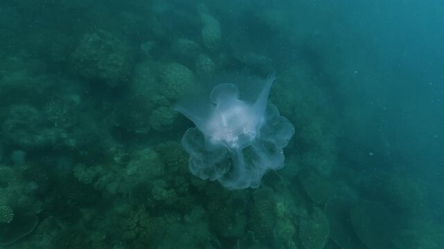 Top view of a harmless pot lid jellyfish Netrostoma nuda drifting calmly, revealing its broad dome shape and translucent body. Filmed in the Whitsundays Australia