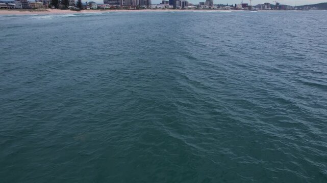 Leopard Shark In Turquoise Ocean In Gold Coast, QLD, Australia - Drone Shot