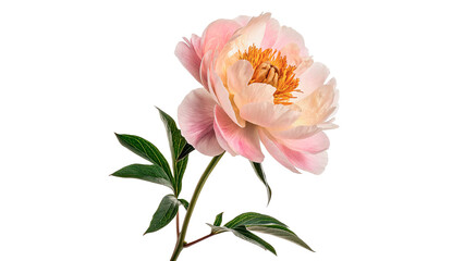 Pink peony bloom with green leaves showing natural beauty  isolated on transparent background cut out