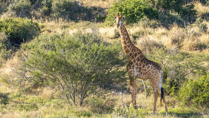 A male cape giraffe (giraffa camelopardalis giraffa) staring directly at camera, Kwandwe Private Game Reserve, South Africa.