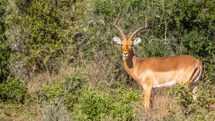 Portrait of a male impala (Aepyceros Melampus), Kwandwe Private Game Reserve, South Africa.
