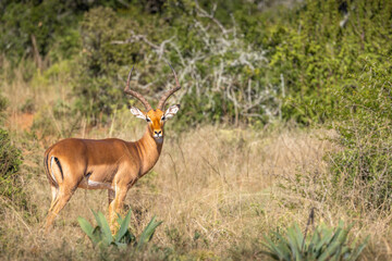 Portrait of a male impala (Aepyceros Melampus), Kwandwe Private Game Reserve, South Africa.