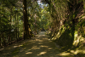 Fototapeta premium A peaceful dirt pathway winds through dense forest, illuminated by patches of sunlight and bordered by mossy slopes near Engyoji on Mount Shosha in Himeji, Japan.
