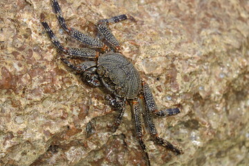 Oahu - Hawaiian Crab on Rock © Steve