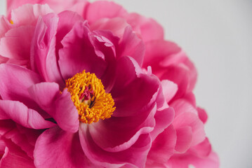 Close up view of fresh magenta peony flowers in full bloom against white background. Floral still life with blooming peonies.