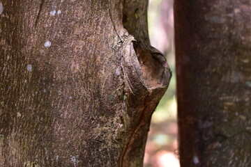 Obraz premium agarwood tree, Agarwood tree in the plant,Thymelaeaceae tree raw material for making perfume