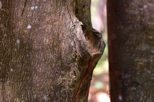 agarwood tree, Agarwood tree in the plant,Thymelaeaceae tree raw material for making perfume