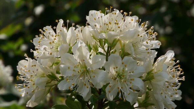 A close-up of white mountain laurel flowers blooming in a forest
