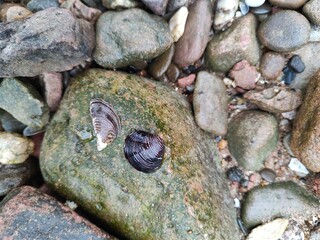 Muscheln am Ufer © Mike